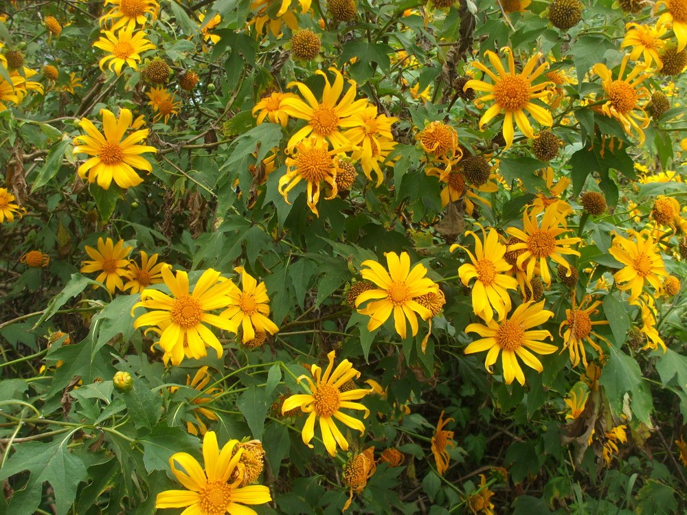 Close-up of yellow wild sunflower blooms and green leaves photographed in Da Lat in 2009