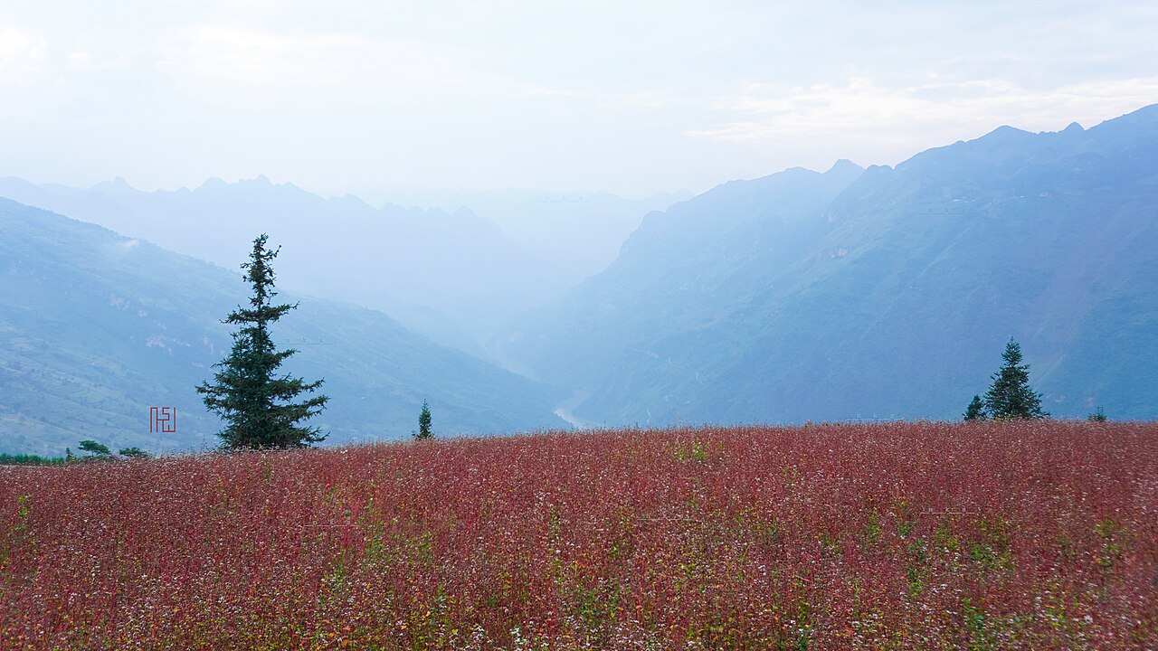 A broad buckwheat field on the Suoi Thau plateau in the Ha Giang region, photographed on 30 September 2022; a separate western destination, not a Dong Van loop stop or a 2026 condition report.