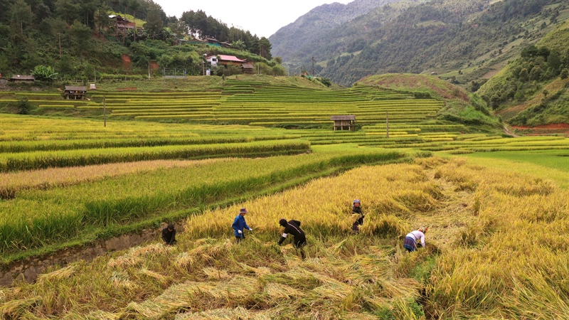 Farmers harvesting rice on golden terraced fields in Mù Cang Chải, with wooded mountain slopes beyond.