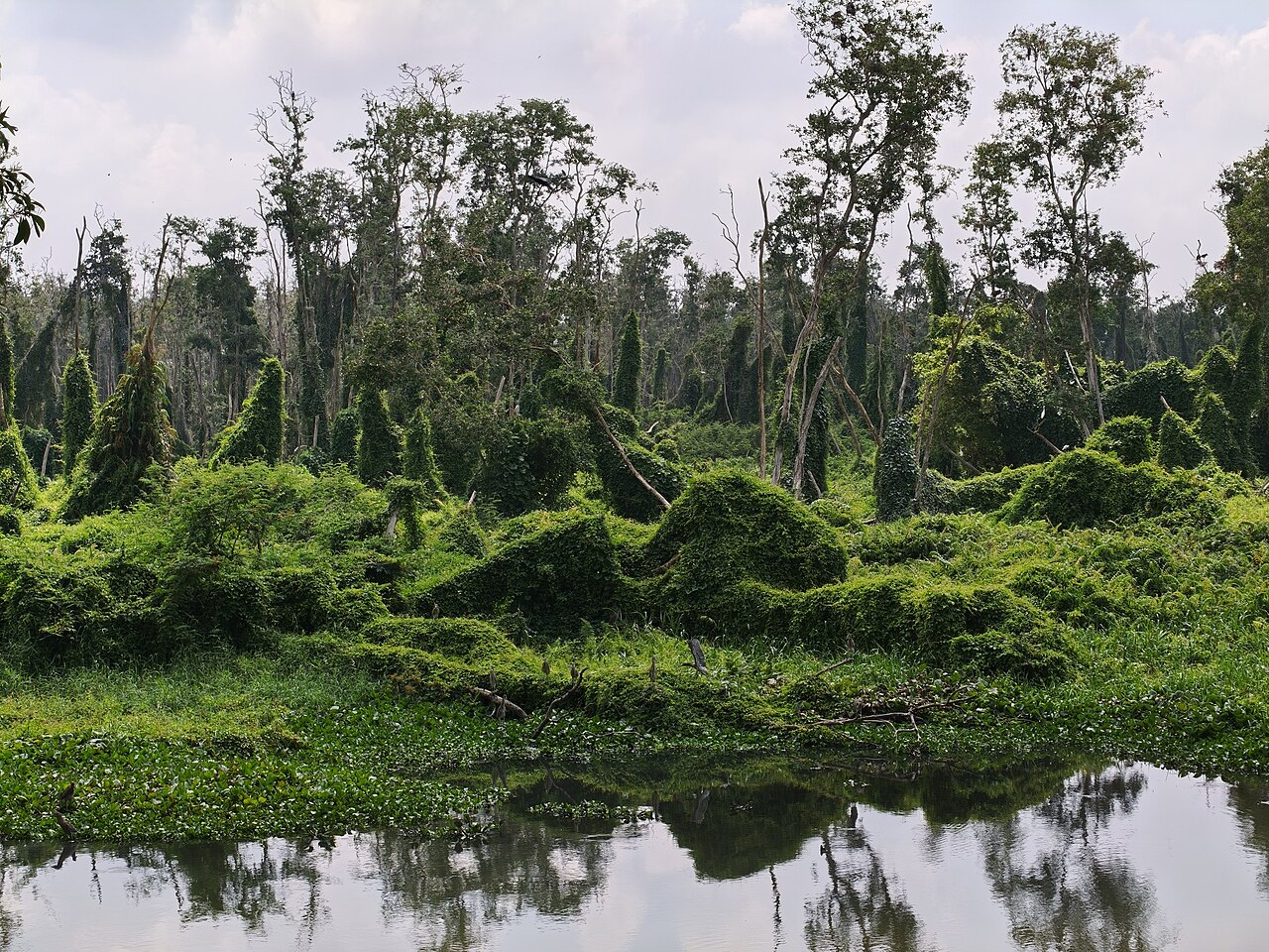 Cajuput trees and green aquatic plants bordering a calm canal at Tra Su Cajuput Forest, An Giang; photographed in April 2026.