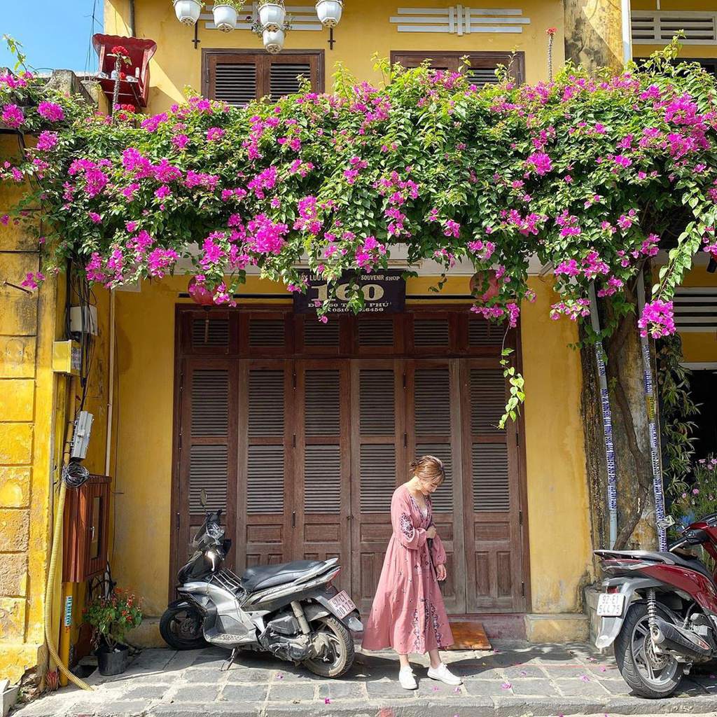 Hoi An through a series of check-in photos during paperflower’s season