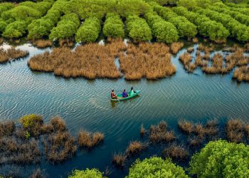 Bau Ca Cai mangrove forest