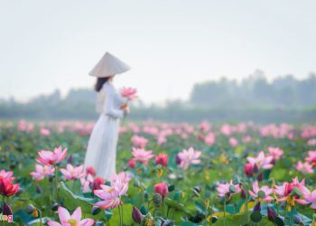 Lotus blooming season in Quang Nam