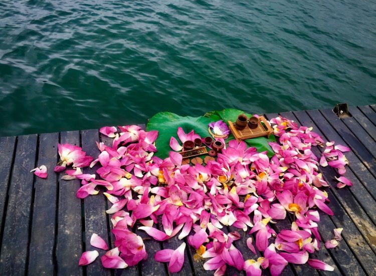 Lotus season in Hue