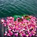 Lotus season in Hue