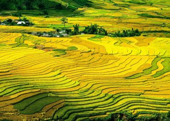 The-golden-autumn-in-the-Northwest-vietnam