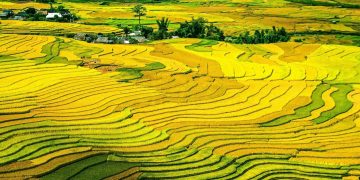 The-golden-autumn-in-the-Northwest-vietnam