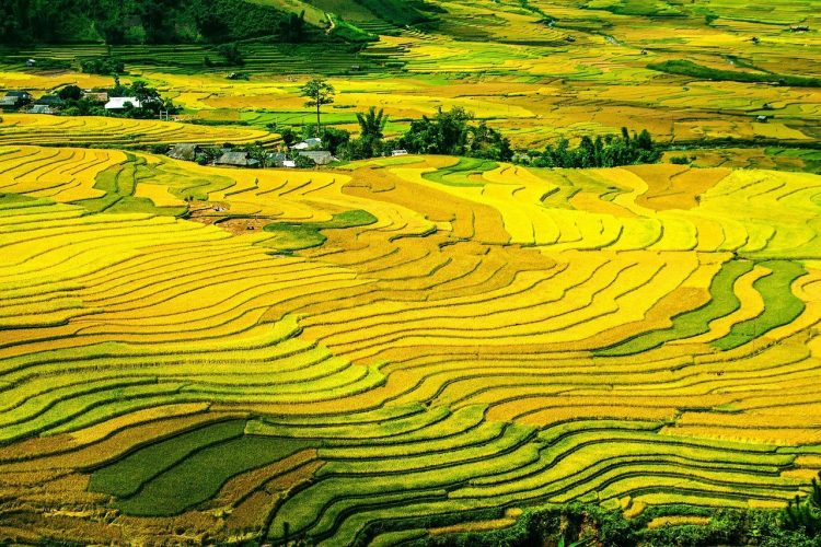 The-golden-autumn-in-the-Northwest-vietnam