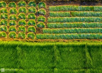 The picturesque sedge field in Mekong Delta