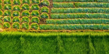 The picturesque sedge field in Mekong Delta