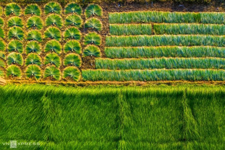 The picturesque sedge field in Mekong Delta