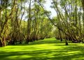 Tra Su cajuput forest – Nature awakened after the absence of visitors