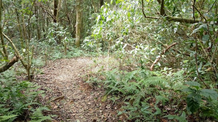 8 trekking trails in the South with famous mountains in Southern Vietnam