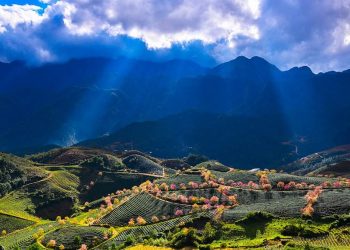 Admire the attractive beauty of O Long tea hill