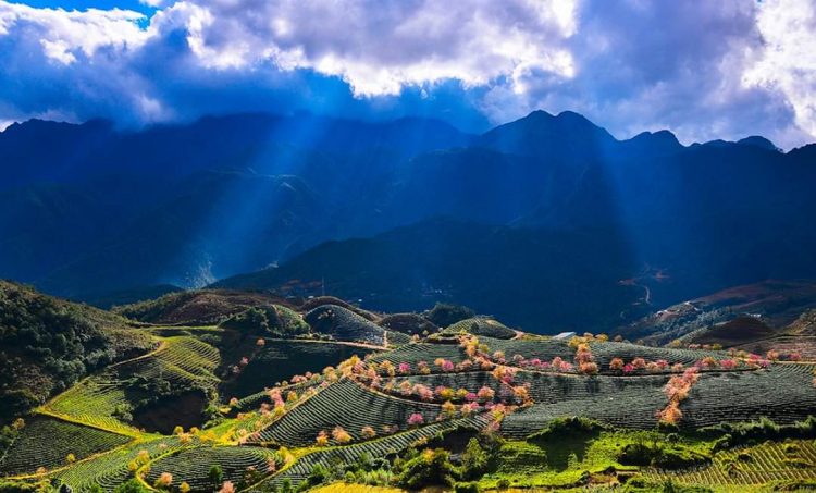 Admire the attractive beauty of O Long tea hill