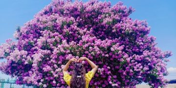 The most beautiful giant crape-myrtle tree in Vietnam is blooming, dyeing Binh Thuan in purple.