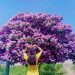 The most beautiful giant crape-myrtle tree in Vietnam is blooming, dyeing Binh Thuan in purple.