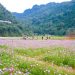 Bac Son Flower Valley