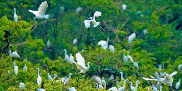 Ngoc Hien Bird Sanctuary