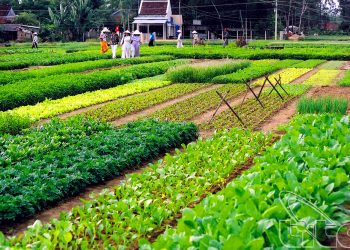 Tra Que Vegetables Village
