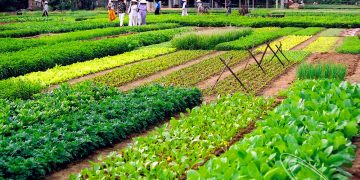 Tra Que Vegetables Village