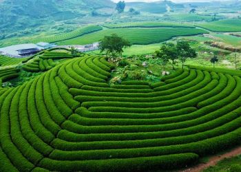 Moc Chau Travel Guide