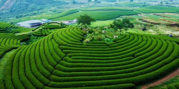 Moc Chau Travel Guide