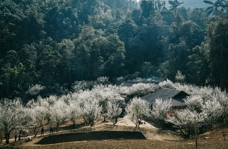 Na Ka Plum Valley