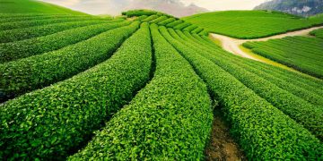Cau Dat Tea Hill