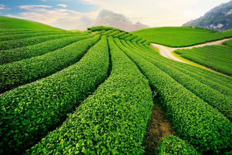 Top romantic and beautiful tea hills in Vietnam