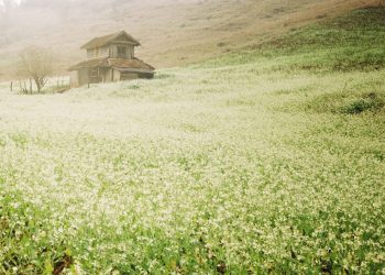 Long Luong village in the white mustard