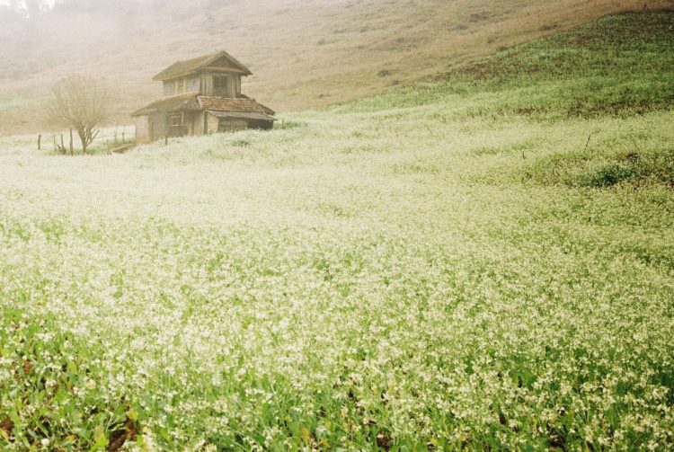 Long Luong village in the white mustard