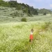 Thung Cuong Village in Moc Chau