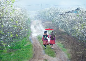 Moc Chau Travel Guide