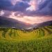 Mu Cang Chai Travel Guide