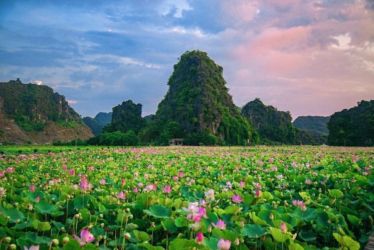 Lotus season in Ninh Binh