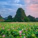 Lotus season in Ninh Binh