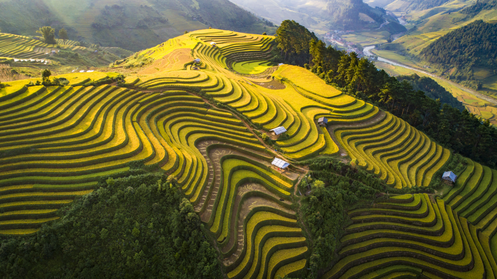 In the pouring season or the ripe rice season, sunrise will embellish the scenery of Tu Le. Photo: Nguyen Duc Tue