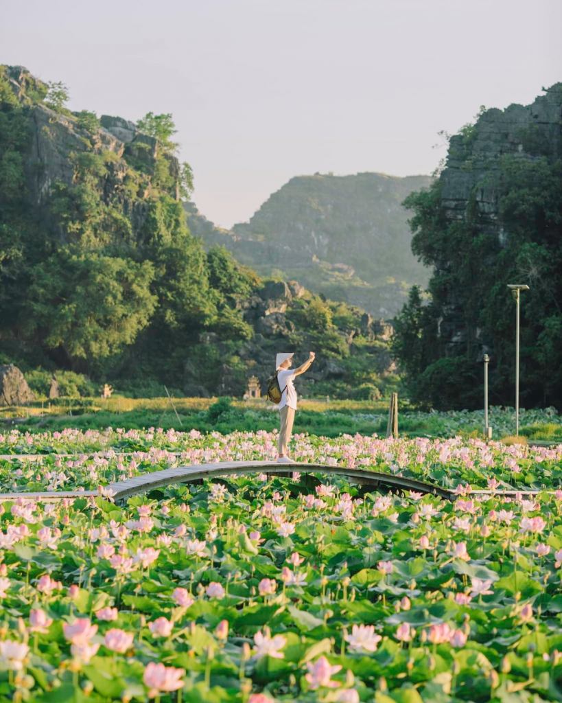 Discover the Secret Homestays for Lotus Blooms in Ninh Binh
