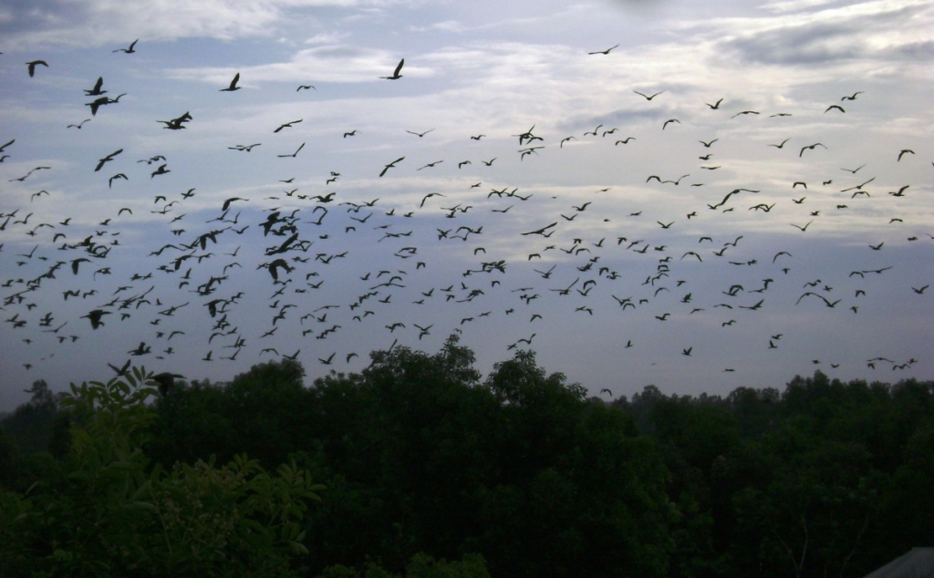 In Ca Mau Town's bird sanctuary you can watch birds flying back to their nests. Photo courtesy of Ca Mau Tourism Travel Guide
