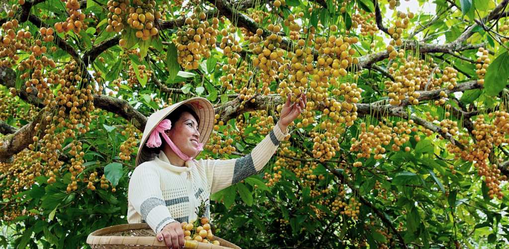 Cai Tau rambai trees are full of fruits in season. Photo by Tran Ca Mau Tourism/Trong Thang - Ca Mau Travel Guide