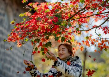 Red Maple Wonderland: Discover Bach Ma National Park