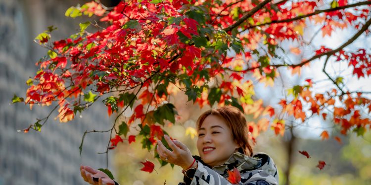 Red Maple Wonderland: Discover Bach Ma National Park