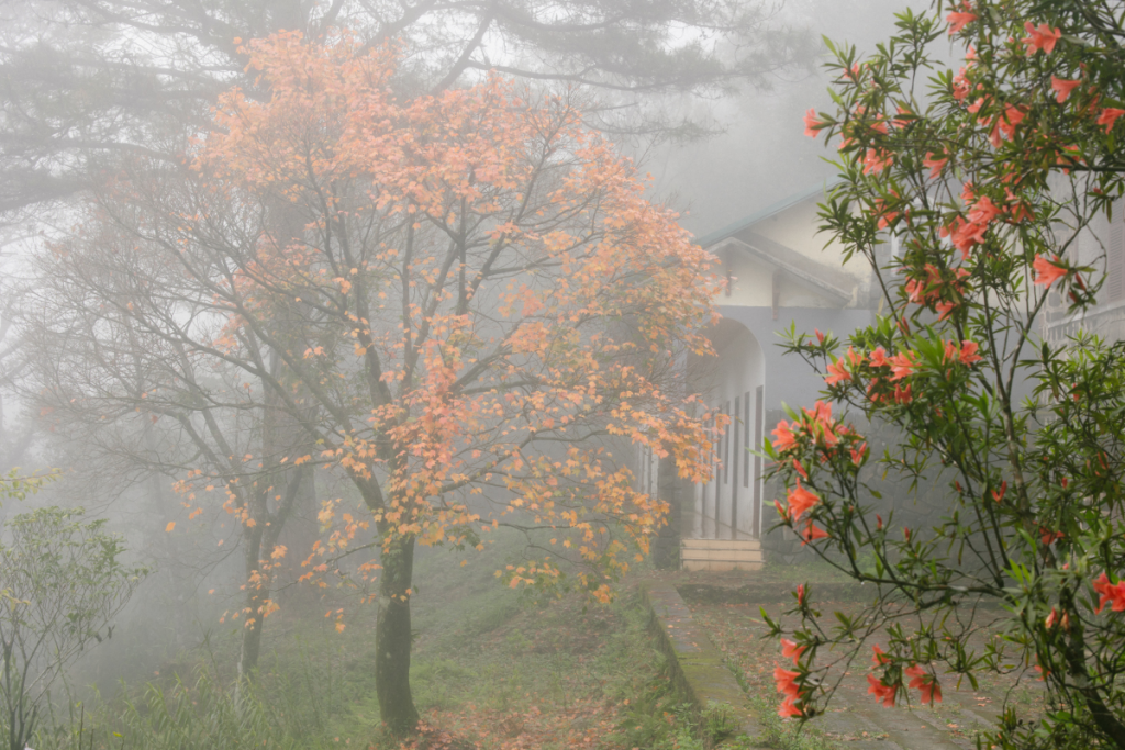 Abandoned colonial-era building in Bach Ma National Park’s misty and Red Maple Wonderland backdrop